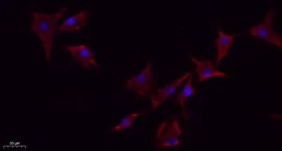 eNOS (phospho Ser1177) rabbit pAb