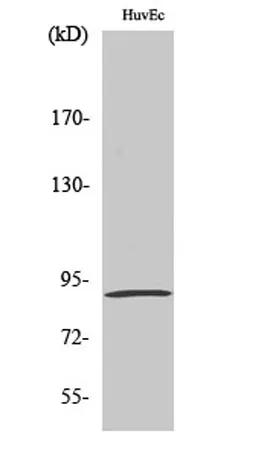 MSK1 (phospho Ser376) rabbit pAb