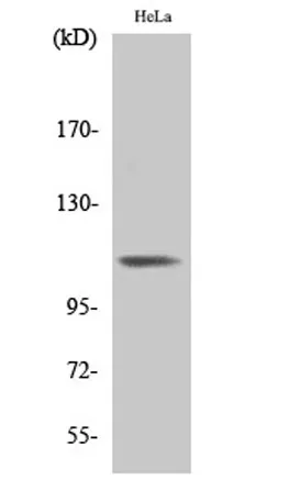 Integrin β3 (phospho Tyr785) rabbit pAb - image 1