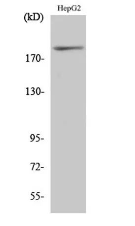IRS-1 (phospho Ser312) rabbit pAb - image 1