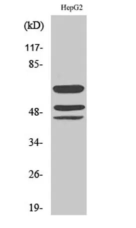 Shc (phospho Tyr427) rabbit pAb - image 1