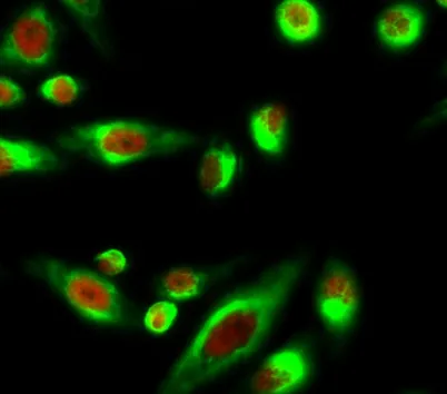 Smad3 (phospho Ser425) rabbit pAb - image 1