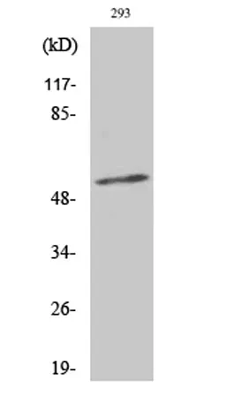 Synaptotagmin 1/2 (phospho Thr202/199) rabbit pAb - image 1