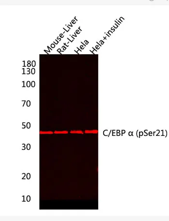 C/EBP α (phospho Ser21) rabbit pAb - image 1