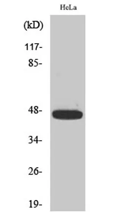 Caspase-9 (phospho Thr125) rabbit pAb - image 1