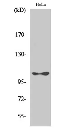 eEF2K (phospho Ser366) rabbit pAb - image 1
