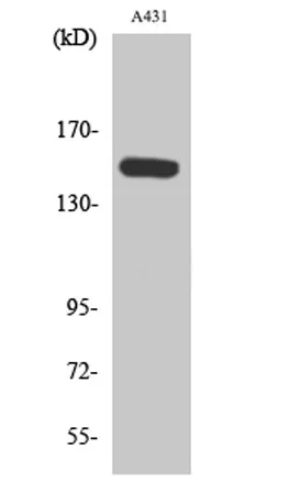 PLC β3 (phospho Ser1105) rabbit pAb - image 1