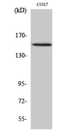 PLC γ1 (phospho Tyr771) rabbit pAb - image 1