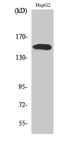 PLC γ2 (phospho Tyr753) rabbit pAb - image 1