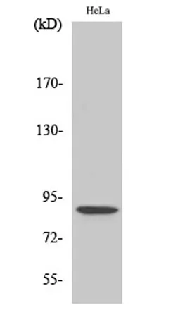 Stat5 (phospho Ser726/731) rabbit pAb - image 1