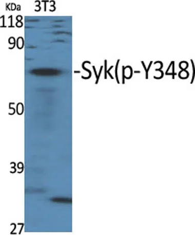 Syk (phospho Tyr348) rabbit pAb - image 1