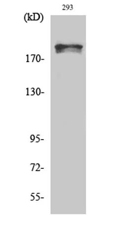 WNK1 (phospho Thr60) rabbit pAb - image 1