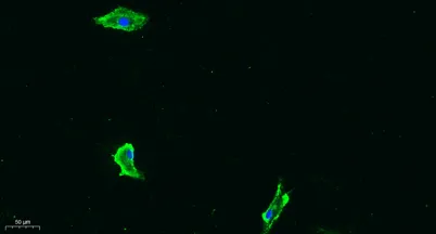 Flt-1 (phospho Tyr1333) rabbit pAb - image 1