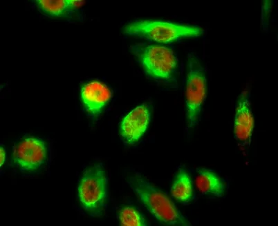 YAP (phospho Ser127) rabbit pAb - image 1
