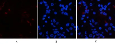 p38 (phospho Tyr323) rabbit pAb - image 1