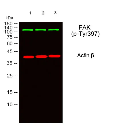 FAK (phospho Tyr397) rabbit pAb - image 1
