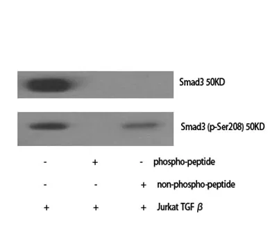 Smad3 (phospho Ser208) rabbit pAb - image 1