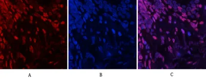 JNK1/2/3 (phospho Tyr185) rabbit pAb - image 1