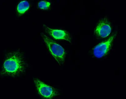 Cortactin (phospho Tyr466) rabbit pAb - image 1