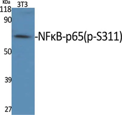 NFκB-p65 (phospho Ser311) rabbit pAb - image 1