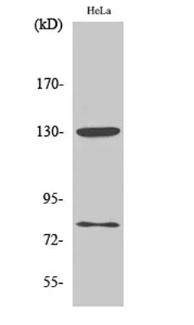 Adducin α/β (phospho Ser726/713) rabbit pAb - image 1
