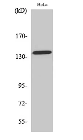 Amyloid-β (phospho Thr743) rabbit pAb - image 1