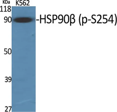 HSP90β (phospho Ser254) rabbit pAb - image 1