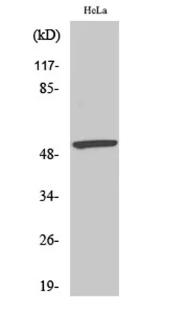 MEF-2 (phospho Ser408) rabbit pAb - image 1