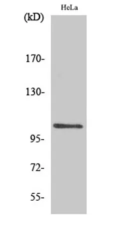 NFκB-p105 (phospho Ser927) rabbit pAb - image 1