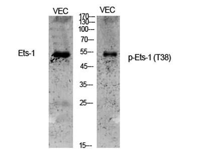 Ets-1 (phospho Thr38) rabbit pAb - image 1