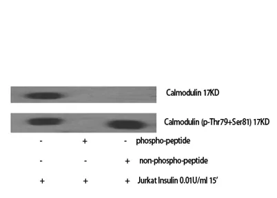 Calmodulin (phospho Thr80/S82) rabbit pAb - image 1