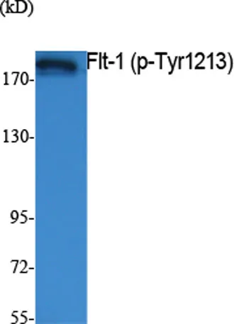 Flt-1 (phospho Tyr1213) rabbit pAb - image 1