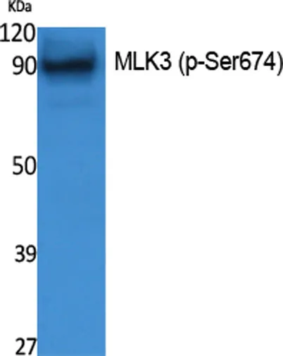 MLK3 (phospho Ser674) rabbit pAb - image 1
