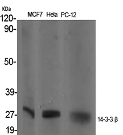 14-3-3 β rabbit pAb - image 1