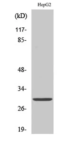 14-3-3 ε rabbit pAb - image 1
