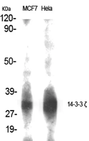 14-3-3 ζ rabbit pAb - image 1