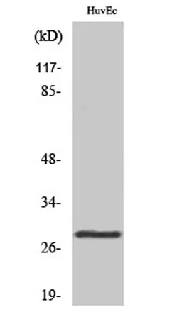 14-3-3 θ rabbit pAb - image 1