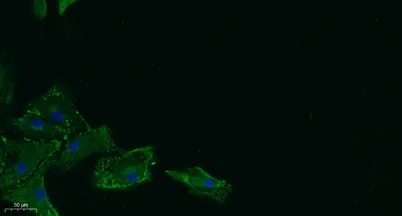 17β-HSD11 rabbit pAb - image 1