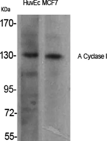 A Cyclase I rabbit pAb - image 1