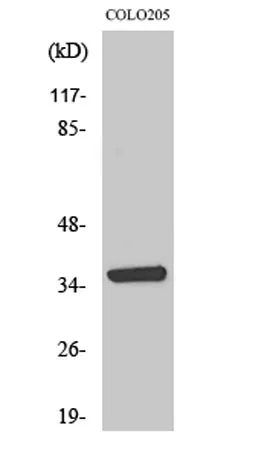 AASD-PPT rabbit pAb