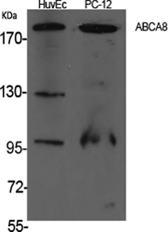 ABCA8 rabbit pAb - image 1