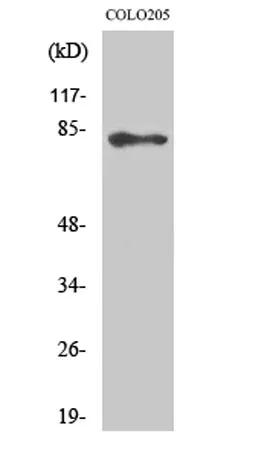 ABCB10 rabbit pAb - image 1
