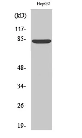 ABCB7 rabbit pAb - image 1