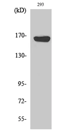 ABCC12 rabbit pAb - image 1