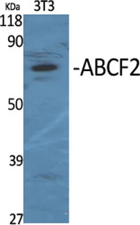 ABCF2 rabbit pAb - image 1