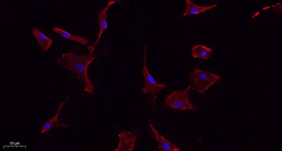 ABCG2 rabbit pAb - image 1