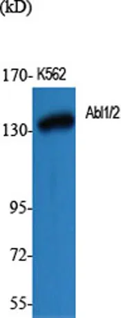 Abl1/2 rabbit pAb - image 1