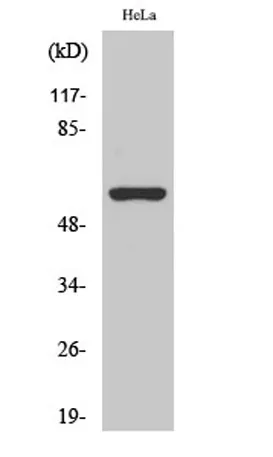 AChRα3 rabbit pAb - image 1