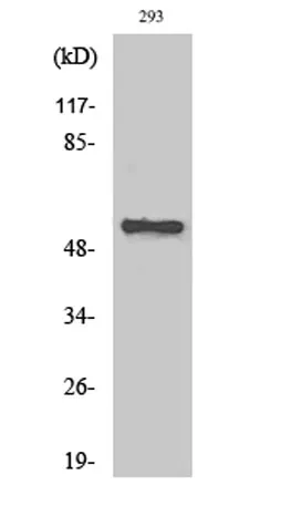 AChRα5 rabbit pAb - image 1