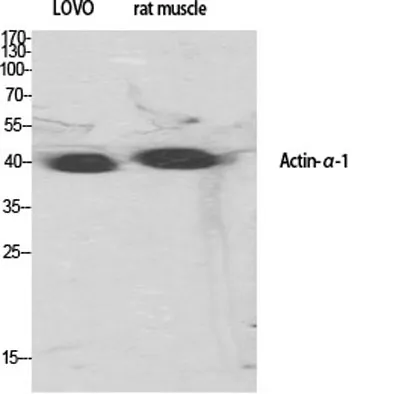 Actin α1 rabbit pAb - image 1